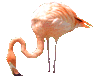 Walking flamingo